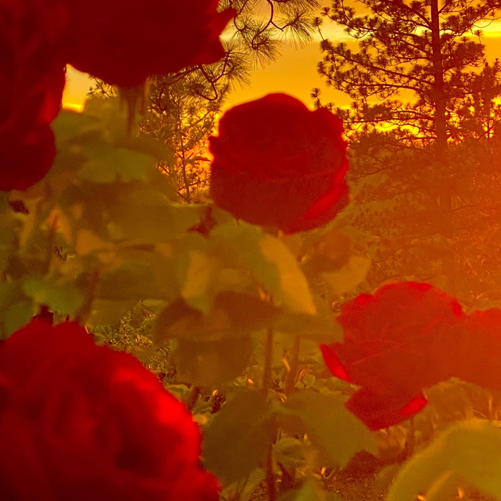 Meet your Posher, Falcon